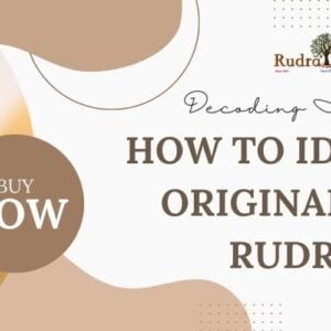 New Home 141 How to Identify the Original 1-Mukhi Rudraksh