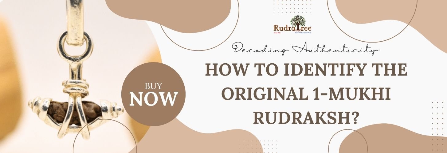 How to Identify the Original 1-Mukhi Rudraksha – RudraTree