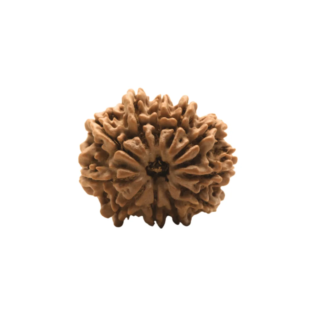 11 mukhi Super collector