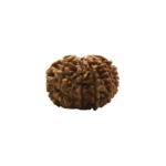 11 mukhi Super collector (2)