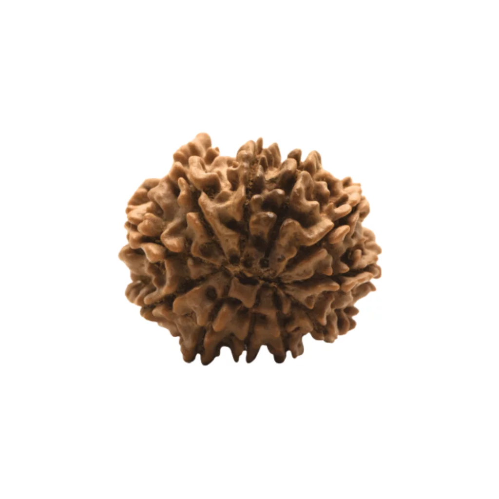 11 mukhi Super collector (4)
