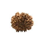 11 mukhi Super collector (4)