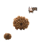 11 mukhi Super collector (5)