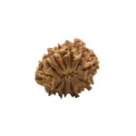 11 mukhi collector (4)