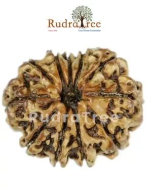 11 Mukhi Rudraksha