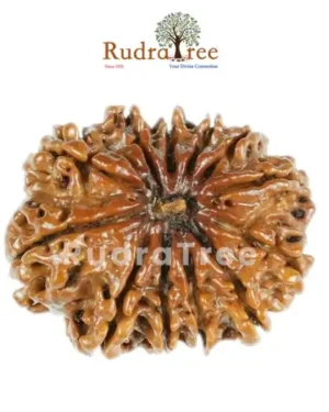 12 Mukhi Rudraksha