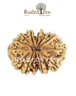 13 Mukhi Rudraksha