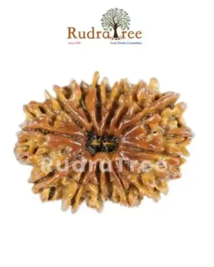 14 Mukhi Rudraksha