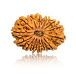 14 mukhi Rudraksha