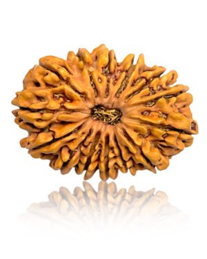 14 mukhi Rudraksha