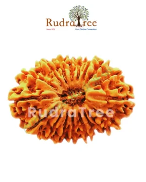 18 Mukhi Rudraksha