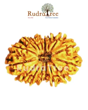 19 Mukhi Rudraksha