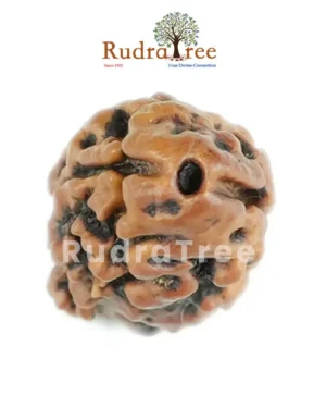 2 Mukhi Rudraksha