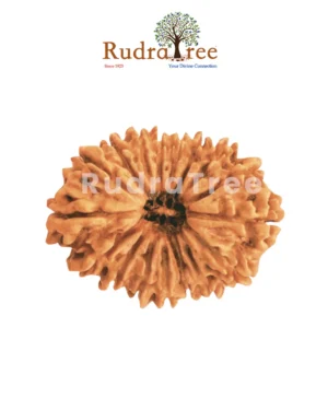 21 Mukhi Rudraksha