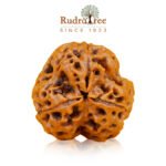 3mukhi rudraksha