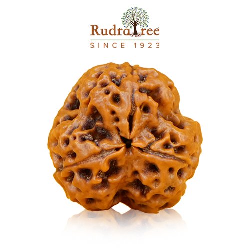 3mukhi rudraksha