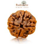 4 mukhi rudraksha