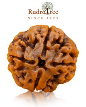 4 mukhi rudraksha
