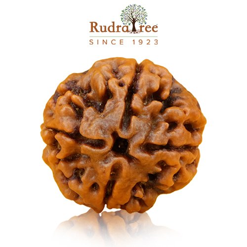 4 mukhi rudraksha