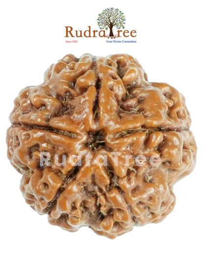 What is 5 Mukhi Rudraksha?