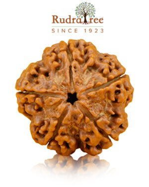 5 Mukhi Rudraksha