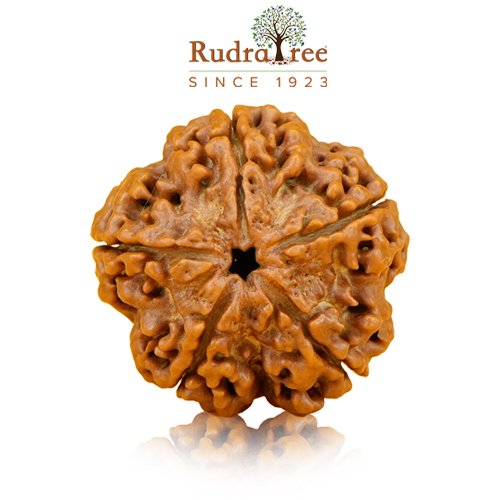 5 Mukhi Rudraksha