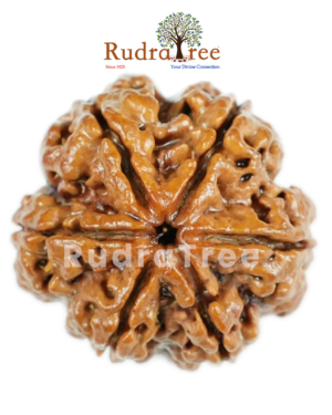 6 Mukhi Rudraksha