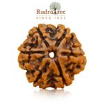 6 Mukhi Rudraksha