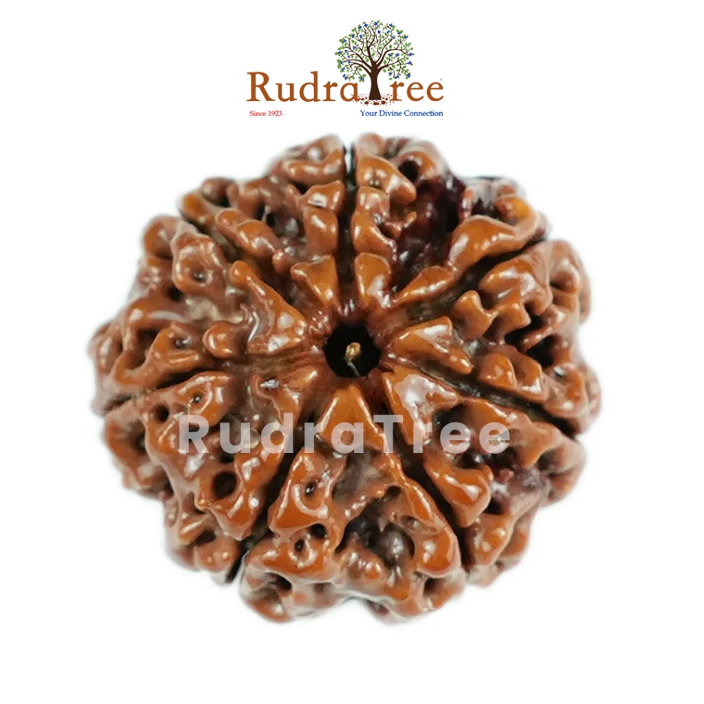 7 Mukhi Rudraksha