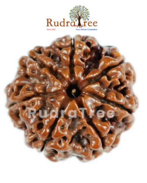 7 Mukhi Rudraksha