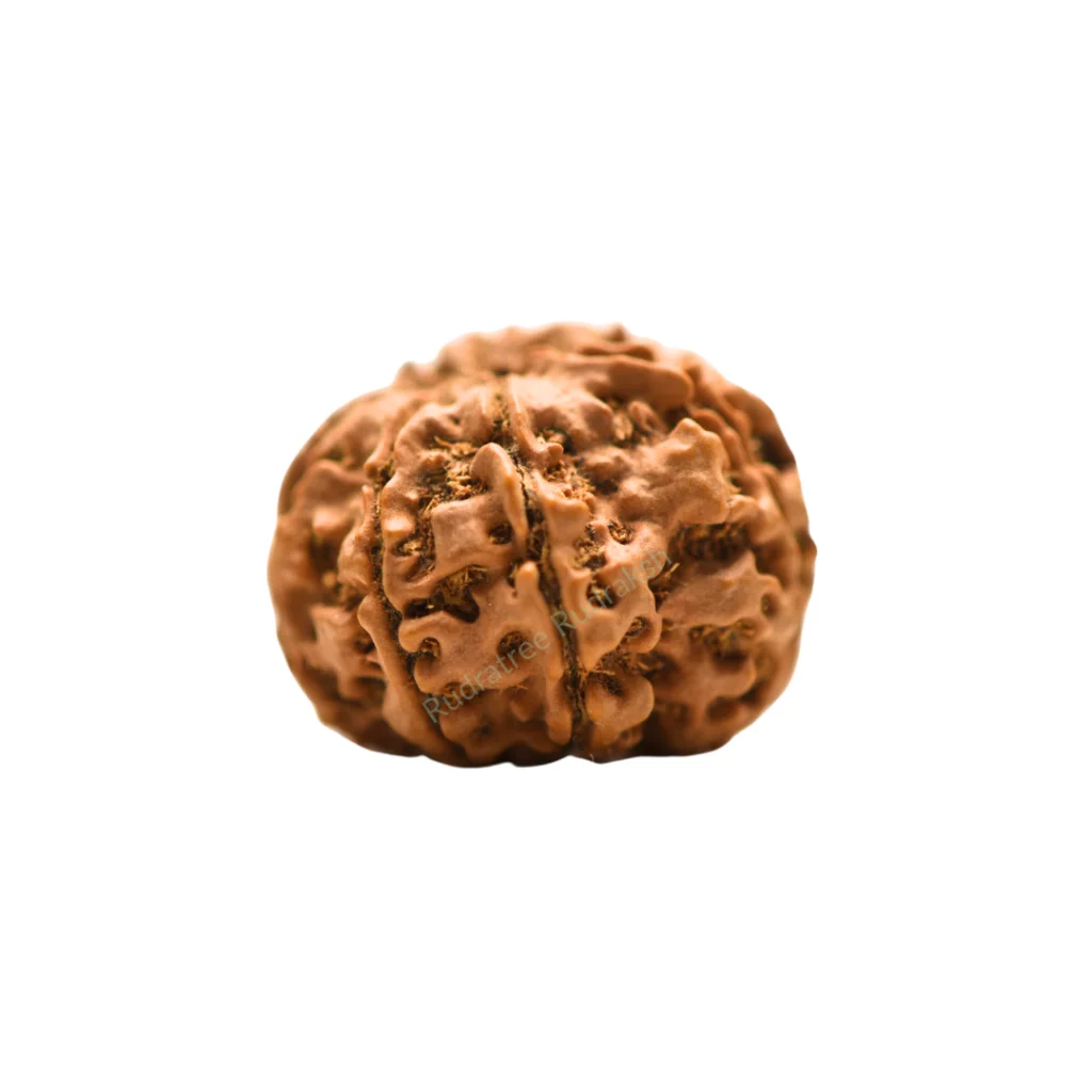 8 Mukhi Rudraksha Regular (3)