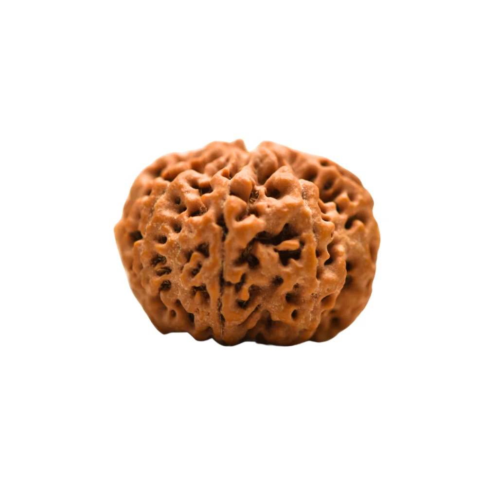 8 Mukhi Rudraksha Super collector (2)