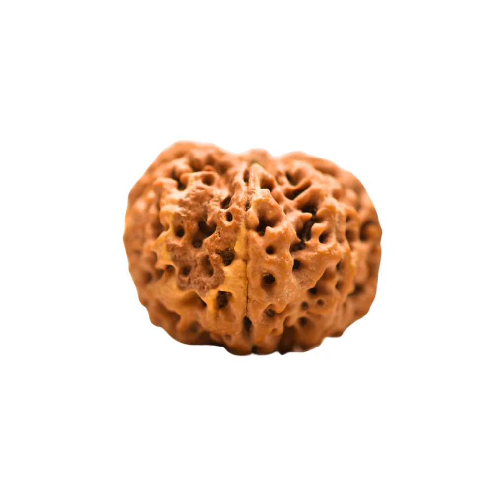 8 Mukhi Rudraksha Super collector (3)