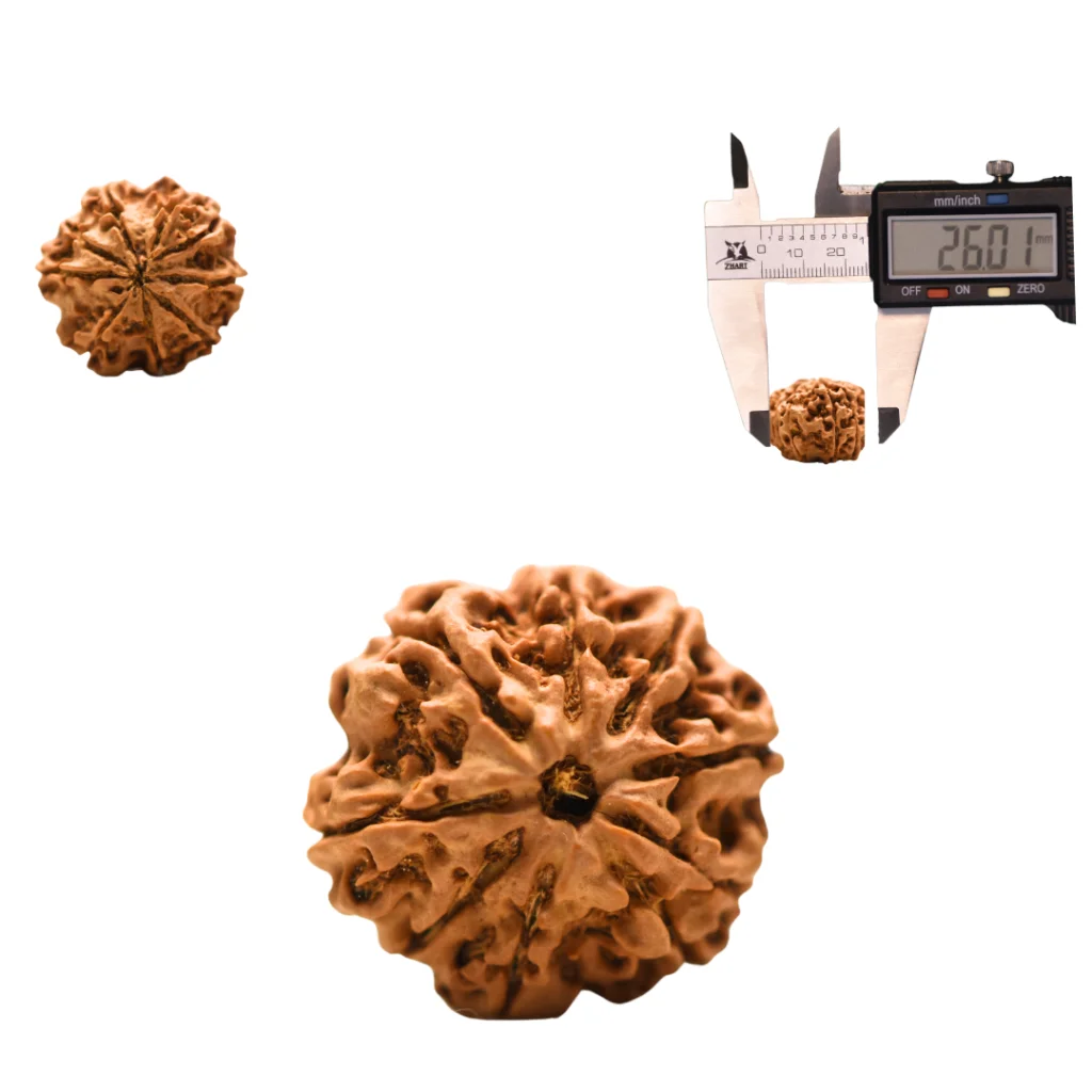 8 Mukhi Rudraksha collector (5)