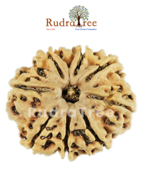 8 Mukhi Rudraksha