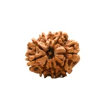 9 mukhi Collector