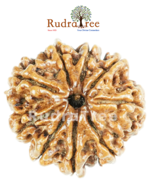 9 Mukhi Rudraksha