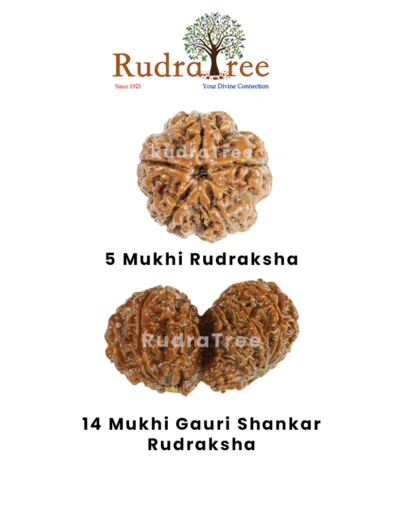 Sagittarius Rudraksha