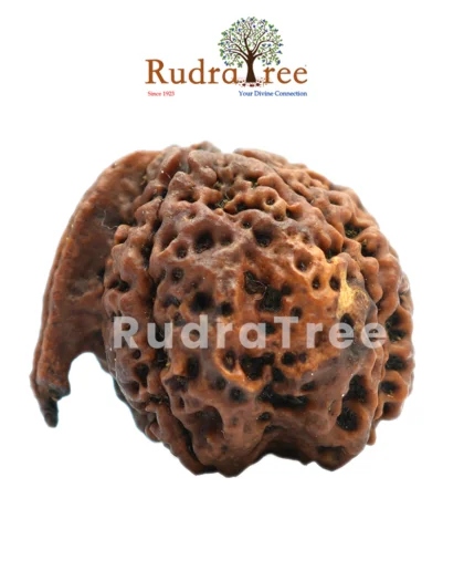 ganesh Rudraksha