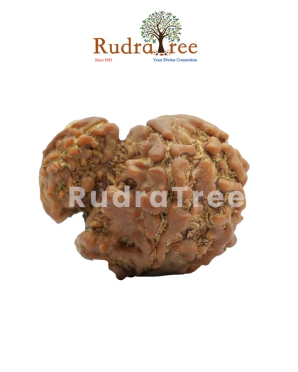 Garbh Gauri Rudraksha