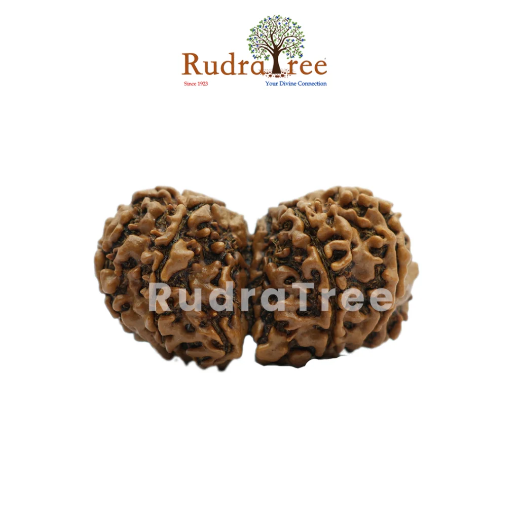 Gauri Shankar Rudraksha