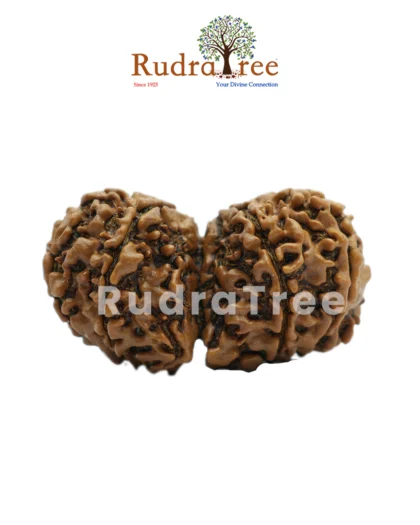 Gauri Shankar Rudraksha