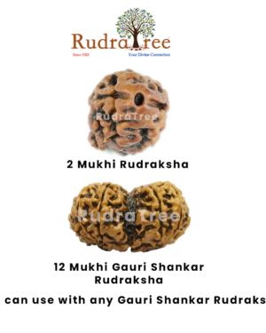 Cancer Rudraksha