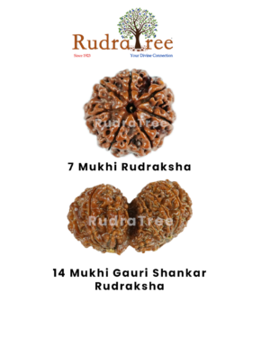 Aquarius Rudraksha