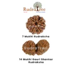 Capricorn Rudraksha