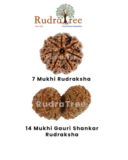 Capricorn Rudraksha