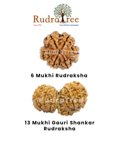 Gemini Rudraksha