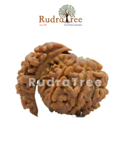 Savar Naag Rudraksha