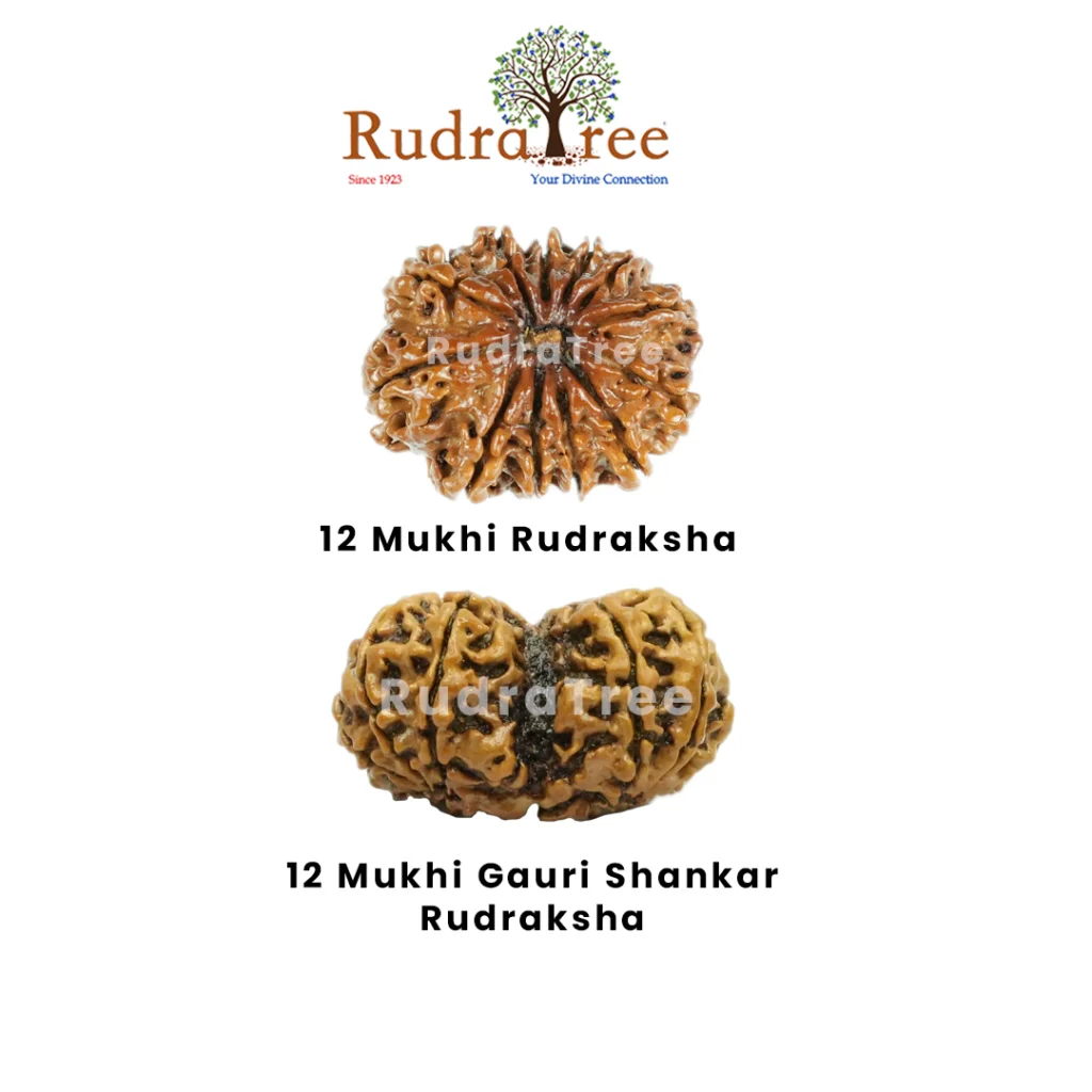 Leo Rudraksha