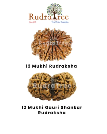 Leo Rudraksha